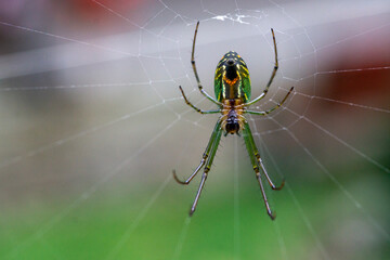 Macro shot of a green and yellow Orchard Spider (Leucauge) resting in its web © RRestrepo