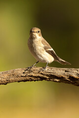 Obraz premium Pied flycatcher in a Mediterranean forest of pines and oaks at first light
