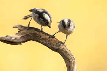Long-tailed tit in an oak and pine forest in the first light of an autumn day © Jesus