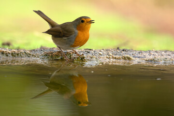 Obraz premium European robin at a watering hole in a Mediterranean forest in the last light of day