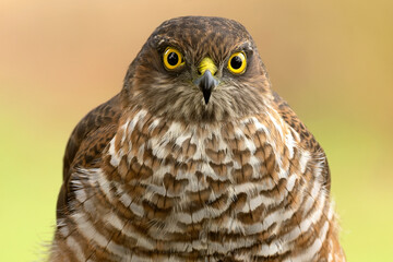 Fototapeta premium Two-year-old male Eurasian sparrow hawk at a watering point in a Mediterranean forest of pines and oaks in the early light of an autumn day