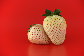 Two rare white pineberries with green leaves on a vibrant red background