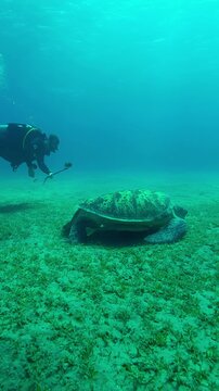 Scuba diver filming with selfie stick on action camera Sea turtle grazing on bottom in evening light, Backlit, Slow motion of Great Green Sea Turtle, Chelonia mydas feeding on seabed at sundown