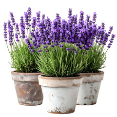 Fototapeta premium Three potted lavender plants with vibrant purple blooms and green foliage, against black (1)