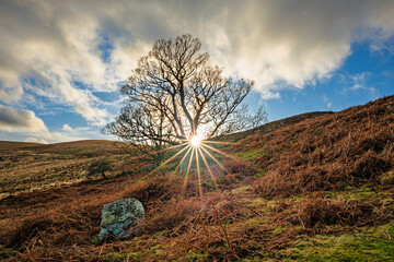 Sunstar at tree on Brough Law, a hill at the Breamish Valley, a scenic river valley in Northumberland, England, in the National Park. It&rsquo;s known for its rolling hills, at the foot of the Cheviot Hills