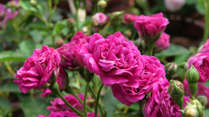 Obraz premium Blooming rose plant in the garden with pink flowers