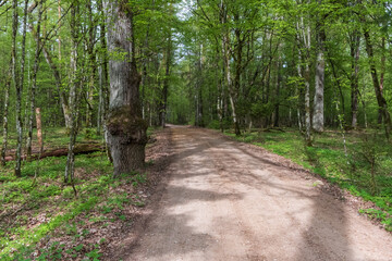 Fototapeta premium Gravel road in the Bialowieza Forest, spring, Poland