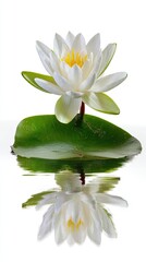 White Lotus Flower Reflection On Water