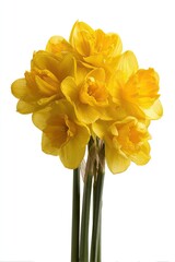 Yellow Daffodils Bouquet Isolated On White Background