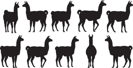 Obraz premium Black silhouettes of llamas in various poses white background animals