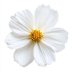 White flower stands out on a white background showing petals and yellow center in detail and clarity