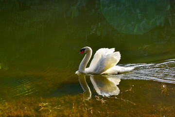 Obraz premium white swan on the lake