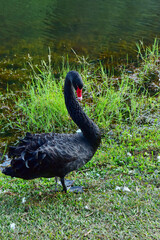 black swan  on the lake