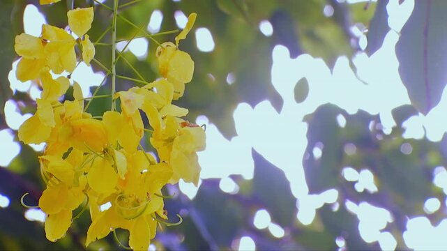 Bright Golden Shower Flowers with Morning Sunlight Description: Beautiful yellow Cassia fistula flowers blooming against a lush green background with soft natural bokeh and bright morning light.