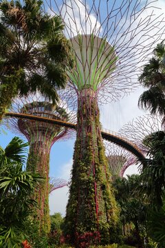 SINGAPORE CITY, SINGAPORE - MARCH 11, 2024: Gardens by the Bay tourist attraction in Singapore City. Gardens by the Bay is a nature park operated by National Parks Board.