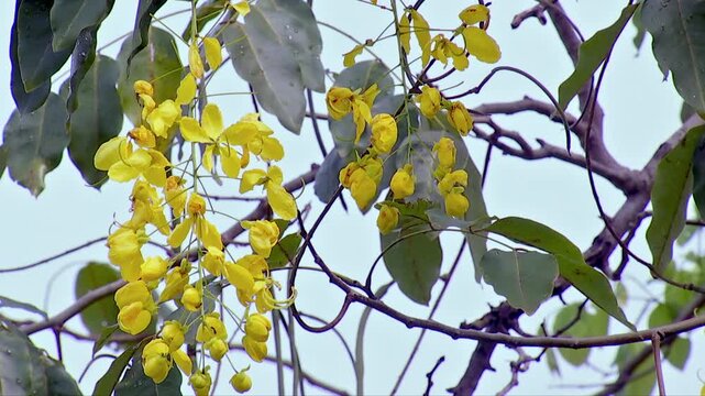 Bright Golden Shower Flowers Morning Sunlight Description, Beautiful yellow Cassia fistula flowers blooming against lush green background with soft natural bokeh and bright morning light.