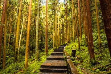 Obraz premium pathway in Huangshi village mountain,located at Zhangjiajie national forest park,Wulingyuan,Hunan province of China