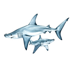 Fototapeta premium A Mother Hammerhead Shark With Her Kid, delicate watercolor illustration vector with soft and elegant colors, isolated on a white background.