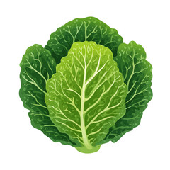Obraz premium Cabbage Leaf — flat 2D vector artwork created in a clean, modern, and minimal style on white background.