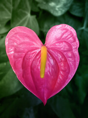 
beautiful red heart-shaped anthurium flower. festive greeting card for valentine's day, anniversary, wedding, date, and other holidays