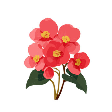 2D minimalist flat vector of a Begonia, contemporary clean design isolated on white.