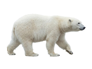 Fototapeta premium Polar bear walking, side view, isolated on transparent background (PNG)