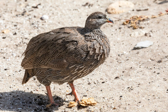 Cape Spurfowl or Cape Francolin (Pternistes capensis) in coastal fynbos on sand dune, Struisbaai, Western Cape, South Africa