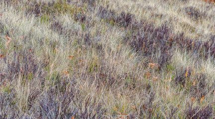 Autumn Landscape of Borzhava Valley, Ukrainian Carpathians
