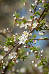 Prunus cerasus (Sour cherry) white spring blossoms with fresh green leaves on soft natural background