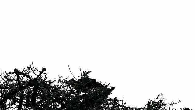 Carrion Crow (Corvus corone) in silhouette taking off from its perch in a tree and flying in slow motion. January, Kent, UK [Slow motion x10]