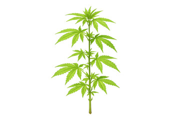 Obraz premium Cannabis sativa plant showing green leaves for medical marijuana, cbd oil, hemp, and herbal treatment concepts