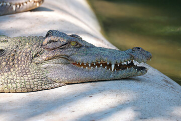 Obraz premium The crocodile is show head near the river