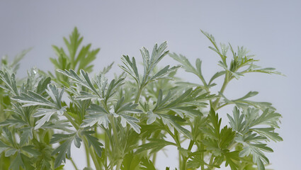 Naklejka premium Mugwort artemisia plant leaves for herbal skincare and cosmetic ingredients