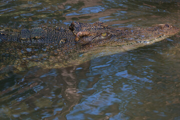 Fototapeta premium The crocodile is show head in the river