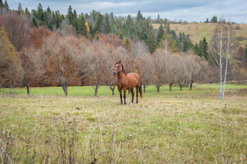Naklejka premium Brown Horse on a Leash in Carpathian Meadow, Autumn