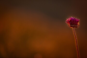 Obraz premium Sunset wild flowers in field. wildflowers in sunlight
