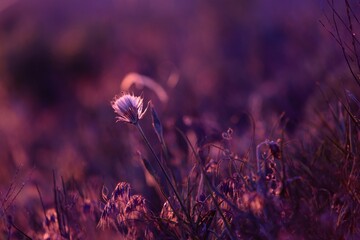 Obraz premium Sunset wild flowers in field. Dandelion in sunlight