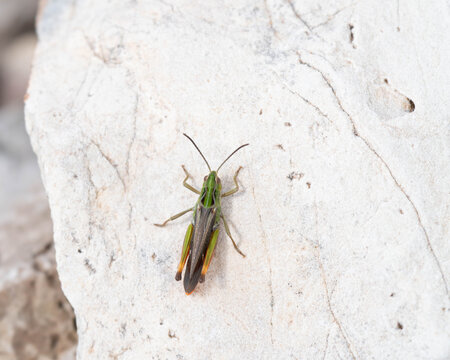 Grashopper on a white Stone for free Space - Green with Brown