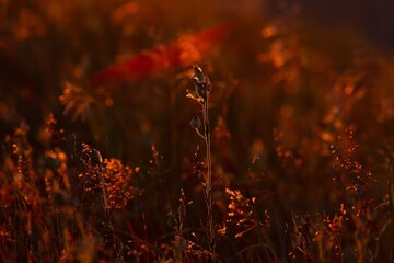 Obraz premium Sunset field grass in mountain. Nature landscape background.