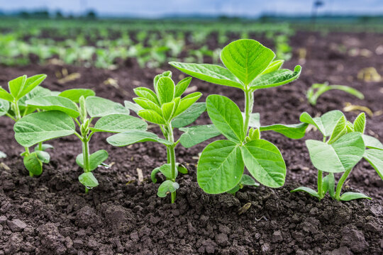 Fresh green soy plants on the field in spring. Rows of young soybean plants 