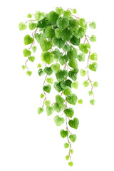 Green cascading plant, detailed illustration