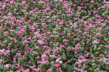 Fototapeta premium Red buckwheat flowers on the field. Blooming buckwheat. Buckwheat field on a summer sunny day. 