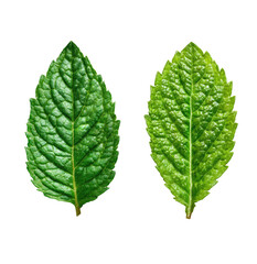 Fototapeta premium Close-up of two vibrant mint leaves