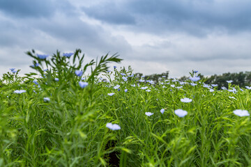 Obraz premium Flax blooms. Green flax field in summer Sunny day. Agriculture, the cultivation of flax. 
