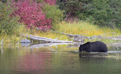 Naklejka premium Grizzly Bear in Autumn in Grand Teton National Park Wyoming