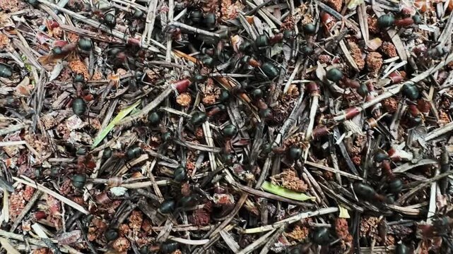 Ants insect life in an anthill, selective focus cinematic background