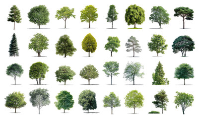 Variety of trees in a grid pattern