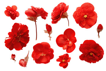 Close-up arrangement of vibrant red Begonia flowers.  Various stages of bloom and bud