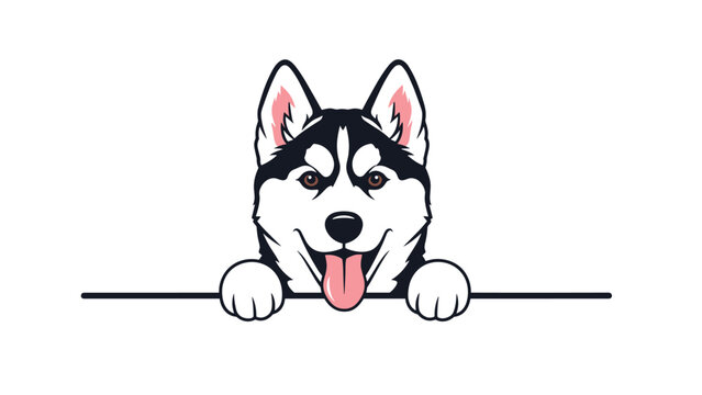 Handsome Siberian husky peeking over a black horizontal line with a happy expression and tongue out on white space.