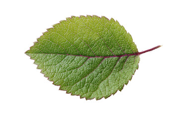Obraz premium Close-up of a single, vibrant green leaf with a delicate, serrated edge. 